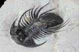 Bargain, Kolihapeltis Trilobite - Rare Species #72893-2